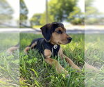 Small #2 Black and Tan Coonhound Mix
