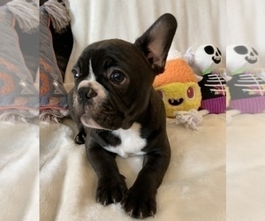 French Bulldog Puppy for sale in JOHNS ISLAND, SC, USA