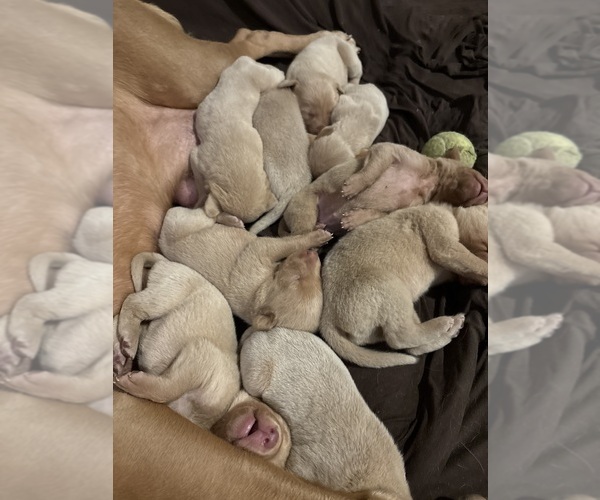 Medium Photo #17 Labrador Retriever Puppy For Sale in LEASBURG, MO, USA