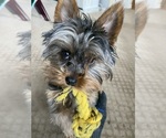 Small Photo #1 Yorkshire Terrier Puppy For Sale in OLATHE, KS, USA