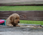 Small Photo #21 Golden Retriever Puppy For Sale in GREENWOOD, WI, USA