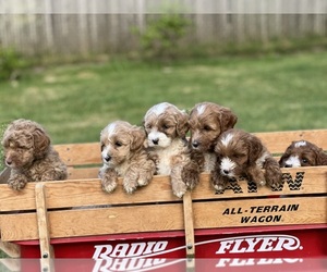 Australian Labradoodle-Labradoodle Mix Puppy for sale in AUBURN, WA, USA