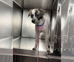 Chihuahua Dog for Adoption in Rancho Cucamonga, California USA