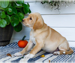 Small #6 Golden Retriever-Jack Russell Terrier Mix