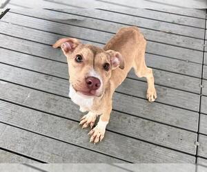 Siberian Husky-Unknown Mix Dogs for adoption in Orange, CA, USA