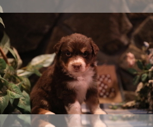 Australian Shepherd Puppy for sale in WESTFIELD, MA, USA