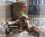 Small Photo #4 Golden Retriever Puppy For Sale in ANTWERP, NY, USA