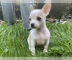 Chihuahua Puppy for Sale in LEBANON, New Jersey USA