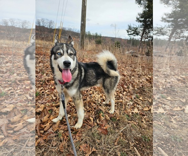 Medium Photo #9 Siberian Husky-Unknown Mix Puppy For Sale in Rustburg, VA, USA
