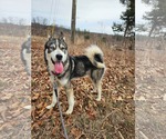 Small Photo #9 Siberian Husky-Unknown Mix Puppy For Sale in Rustburg, VA, USA