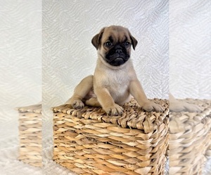 Pug Puppy for sale in GREENFIELD, IN, USA