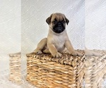 Image preview for Ad Listing. Nickname: Pugsley