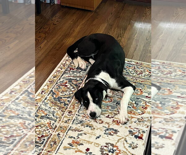 Medium Photo #5 Great Dane-Siberian Husky Mix Puppy For Sale in Bullard, TX, USA