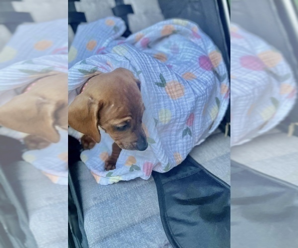 Medium Photo #1 Dachshund Puppy For Sale in TOLLESON, AZ, USA