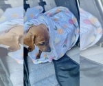 Small Photo #1 Dachshund Puppy For Sale in TOLLESON, AZ, USA