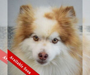 Pomsky Dogs for adoption in Huntley, IL, USA