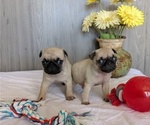 Small #5 Pug