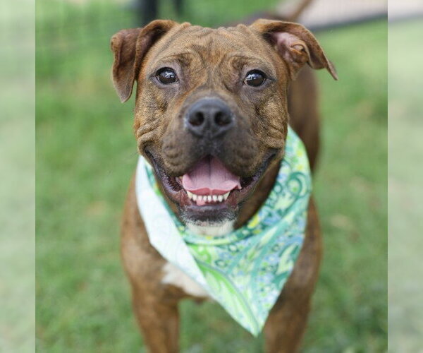 Medium Photo #4 American Staffordshire Terrier Puppy For Sale in San Antonio, TX, USA
