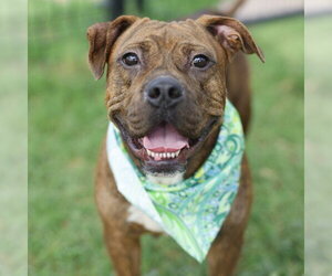 MADDY - Female American Staffordshire Terrier Dog for Adoption - Photo #4
