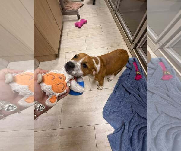 Medium Photo #5 American Pit Bull Terrier-Unknown Mix Puppy For Sale in Pompano Beach , FL, USA