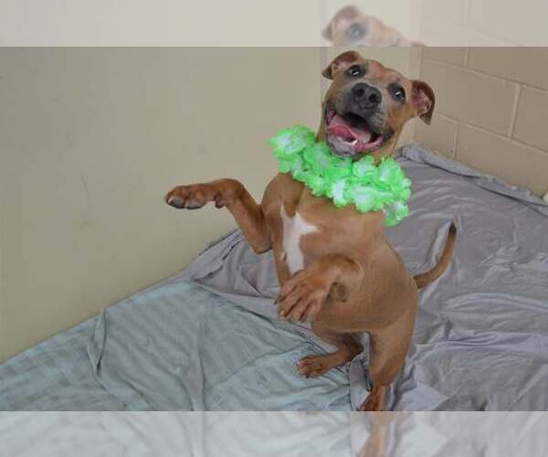 Medium Photo #1 American Pit Bull Terrier-Unknown Mix Puppy For Sale in McKinney, TX, USA