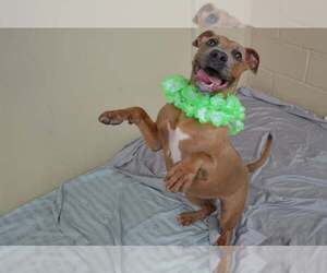 American Pit Bull Terrier-Unknown Mix Dogs for adoption in McKinney, TX, USA