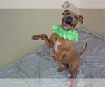 Small American Pit Bull Terrier Mix