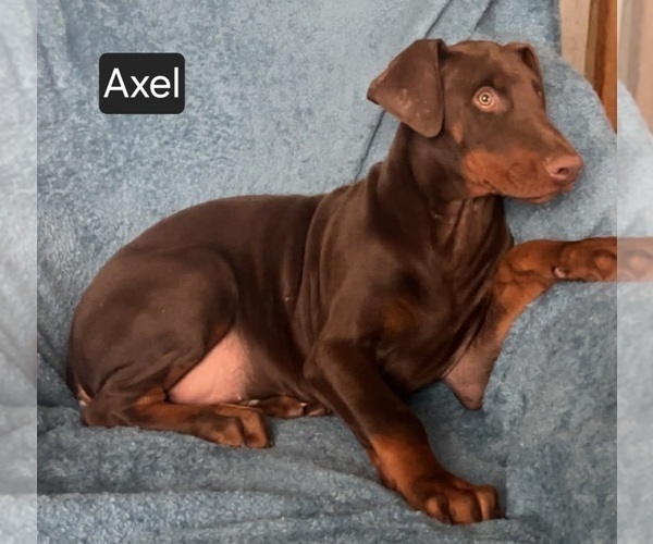 Medium Photo #2 Doberman Pinscher Puppy For Sale in POMEROY, OH, USA