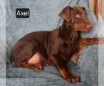 Small #1 Doberman Pinscher