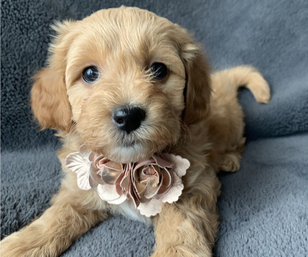 Medium Photo #1 Aussiedoodle Miniature  Puppy For Sale in GREENWOOD, MO, USA