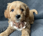 Small Photo #1 Aussiedoodle Miniature  Puppy For Sale in GREENWOOD, MO, USA