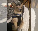Small #11 Chihuahua Mix