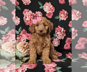 Goldendoodle (Miniature) Puppy for sale in OXFORD, PA, USA