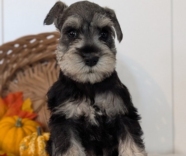 Medium Photo #4 Schnauzer (Miniature) Puppy For Sale in GOSHEN, IN, USA
