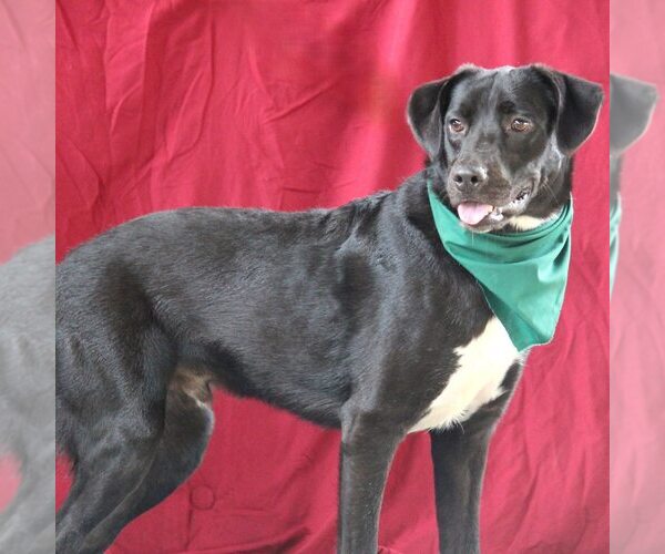 Medium Photo #3 Labrador Retriever-Unknown Mix Puppy For Sale in Minneapolis, MN, USA