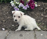 Small #1 West Highland White Terrier