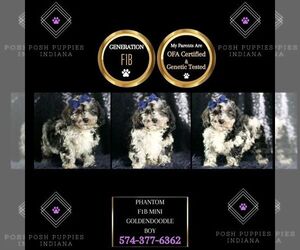 Goldendoodle (Miniature) Puppy for sale in WARSAW, IN, USA