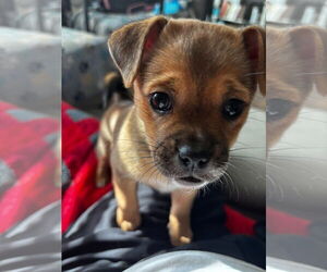 ShiChi Dogs for adoption in Gulfport, MI, USA
