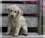 Small Photo #4 Poodle (Miniature)-Siberian Husky Mix Puppy For Sale in FREDERICKSBURG, OH, USA