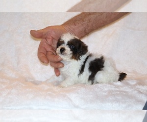 Poodle (Toy) Puppy for sale in DYERSBURG, TN, USA