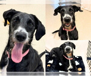 Pointer-Unknown Mix Dogs for adoption in Fort Wayne, IN, USA