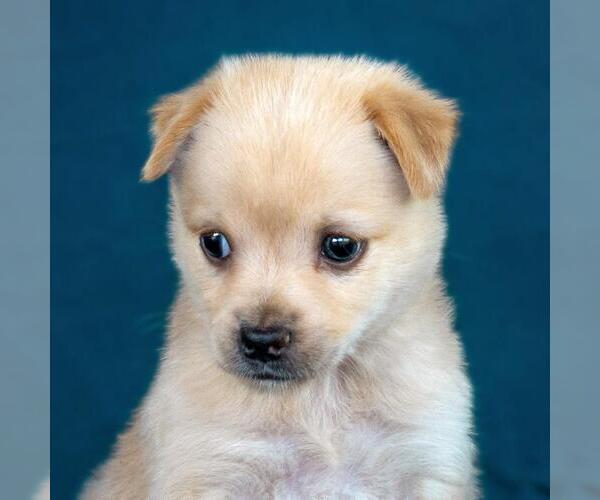 Medium Photo #2 Chug Puppy For Sale in San Diego, CA, USA