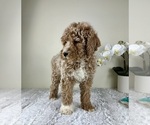 Small #4 Goldendoodle