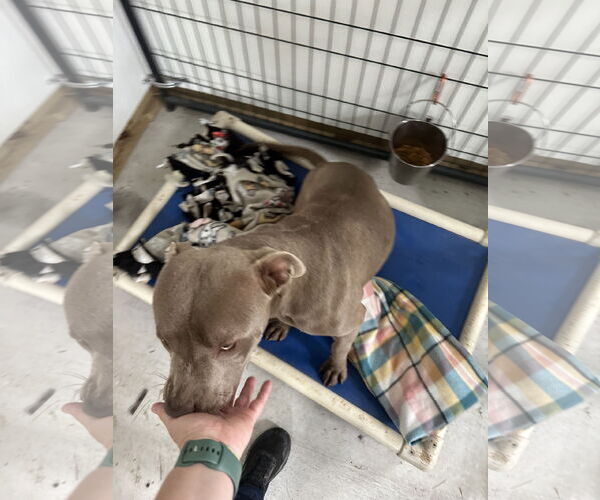 Medium Photo #7 American Pit Bull Terrier Puppy For Sale in Stover, MO, USA