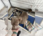 Small #6 American Pit Bull Terrier