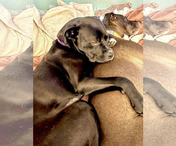 Medium Photo #11 American Staffordshire Terrier-Rottweiler Mix Puppy For Sale in Holly Springs, NC, USA