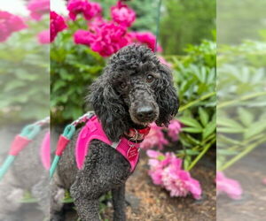 Medium Poodle (Miniature)