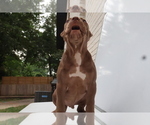 Small #2 American Bully