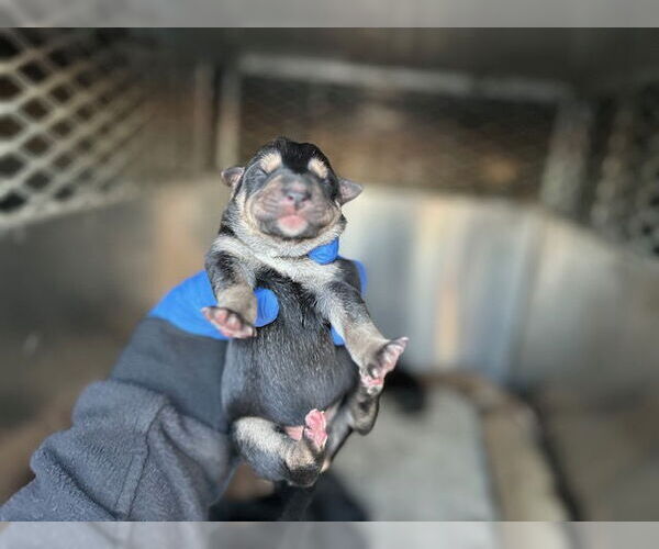 Medium Photo #1 Doberman Pinscher-German Shepherd Dog Mix Puppy For Sale in HESPERIA, CA, USA