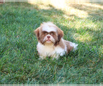 Image preview for Ad Listing. Nickname: Blaze